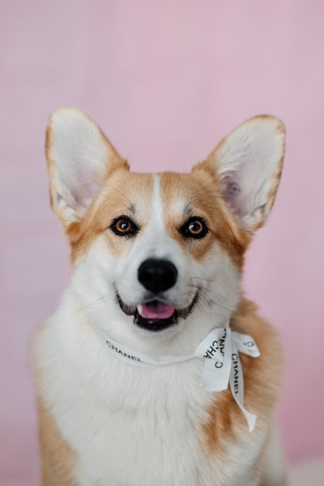 Corgi with pink background — AI pet portrait example