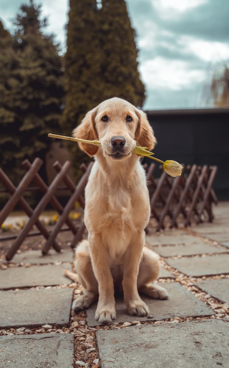 Golden retriever with flower — AI pet portrait candidate