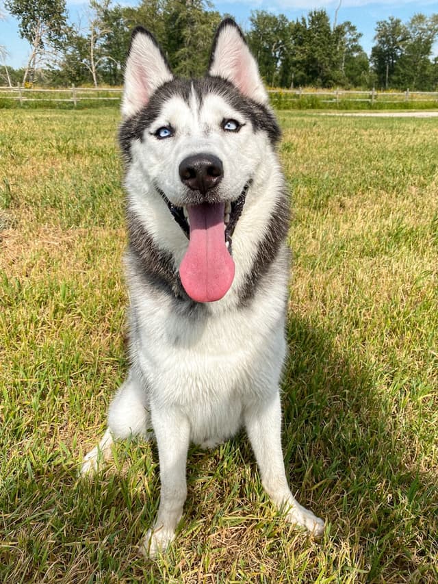 Husky smiling — AI pet portrait example