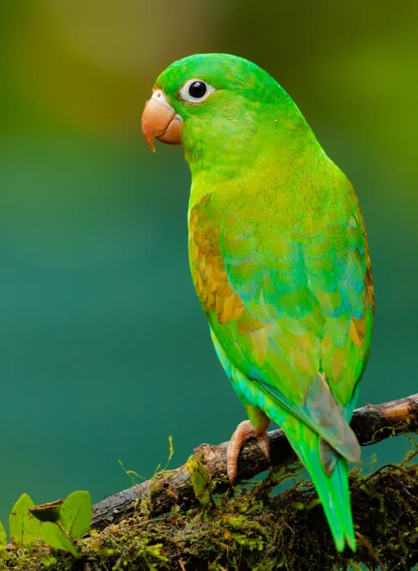 Green parrot — AI pet portrait example