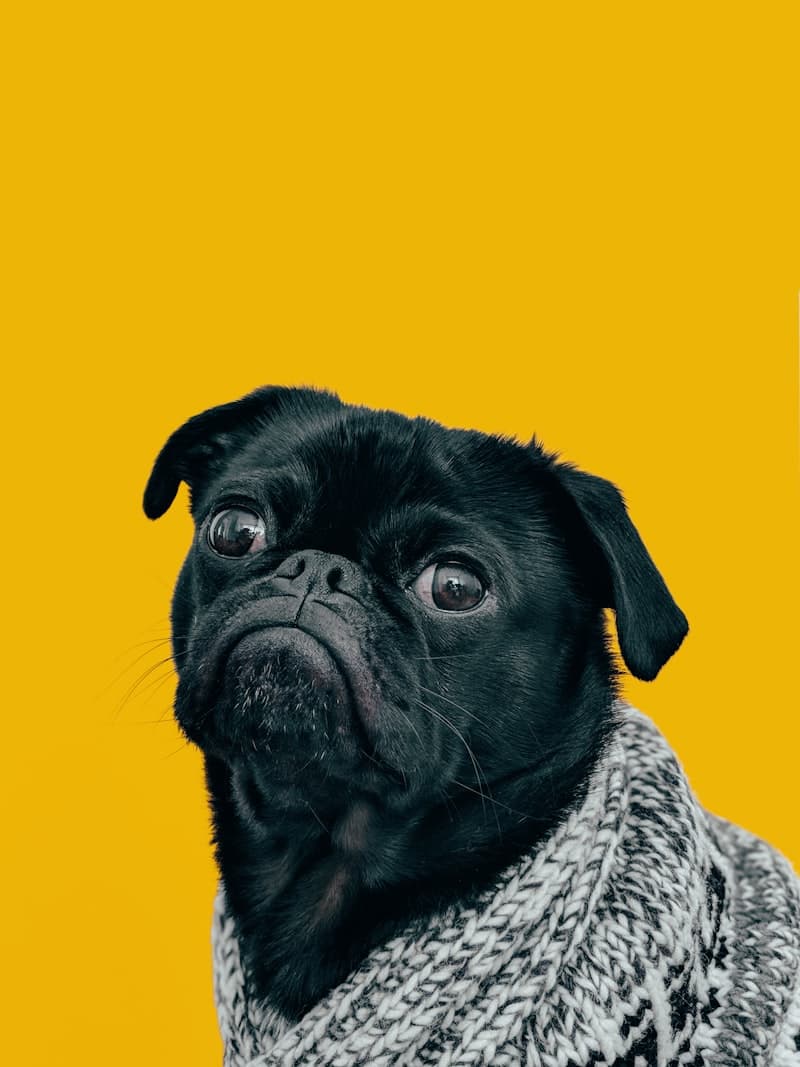 Black pug in sweater — AI pet portrait example
