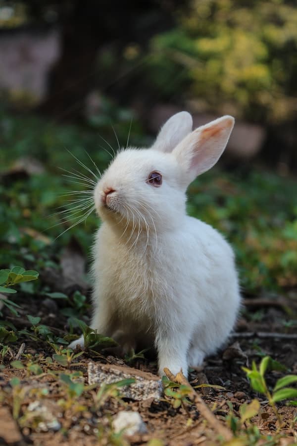 White rabbit — AI pet portrait example